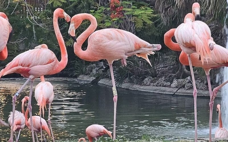 Flamingos at Busch Gardens Tampa Bay