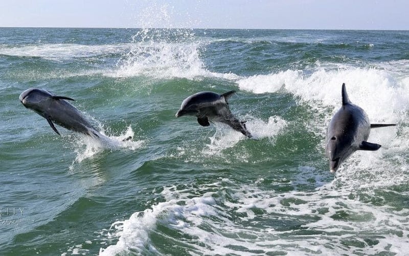 Three dolphins jumping through waves off Clearwater Beach