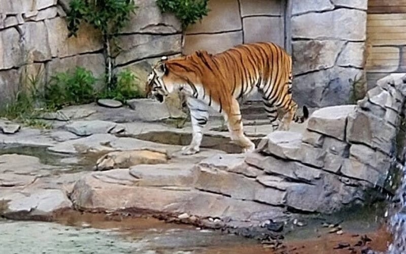 Tiger at Busch Gardens Tampa Bay